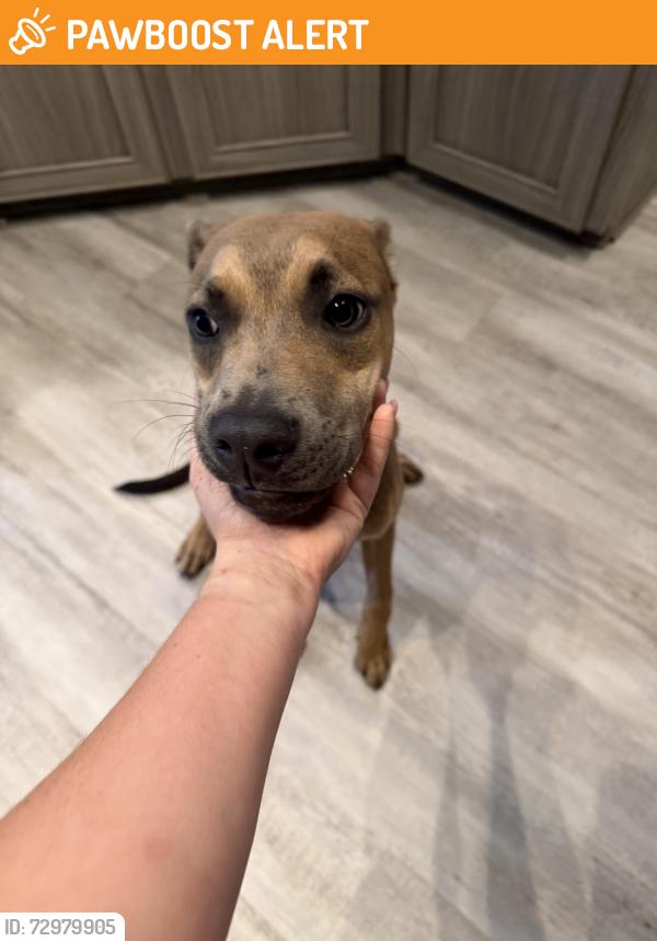 Found/Stray Male Dog last seen Near Fubar Pizza, Fort Walton Beach, FL 32549