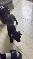 Reunited Male Dog last seen Saavedra , Tampa, FL 33614