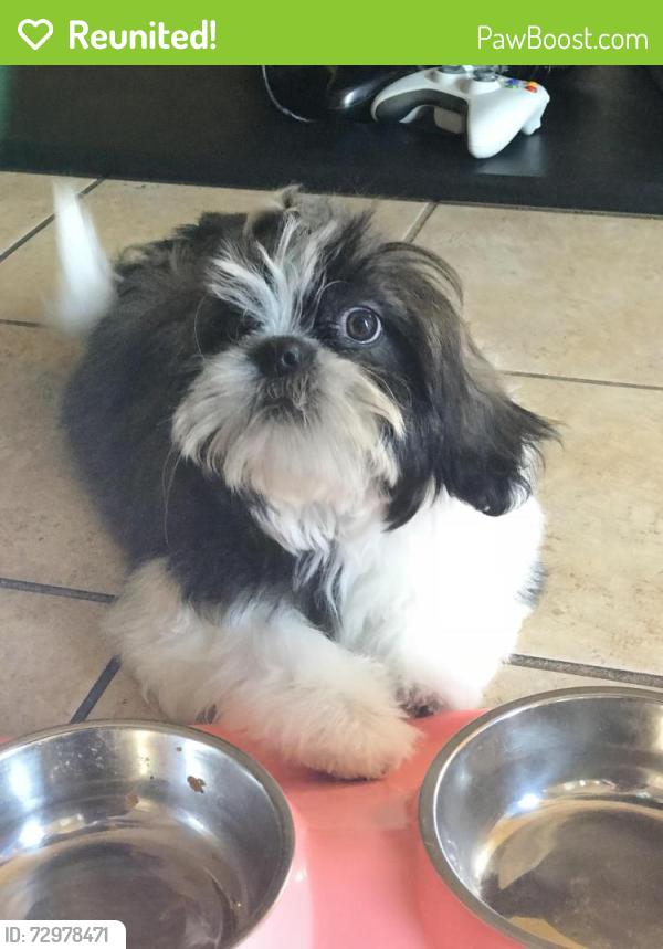 Reunited Female Dog last seen Forest stream and Forest Bluff , Live Oak, TX 78233