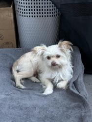 Found/Stray Unknown Dog last seen belgrave huntingotn park , Huntington Park, CA 90255