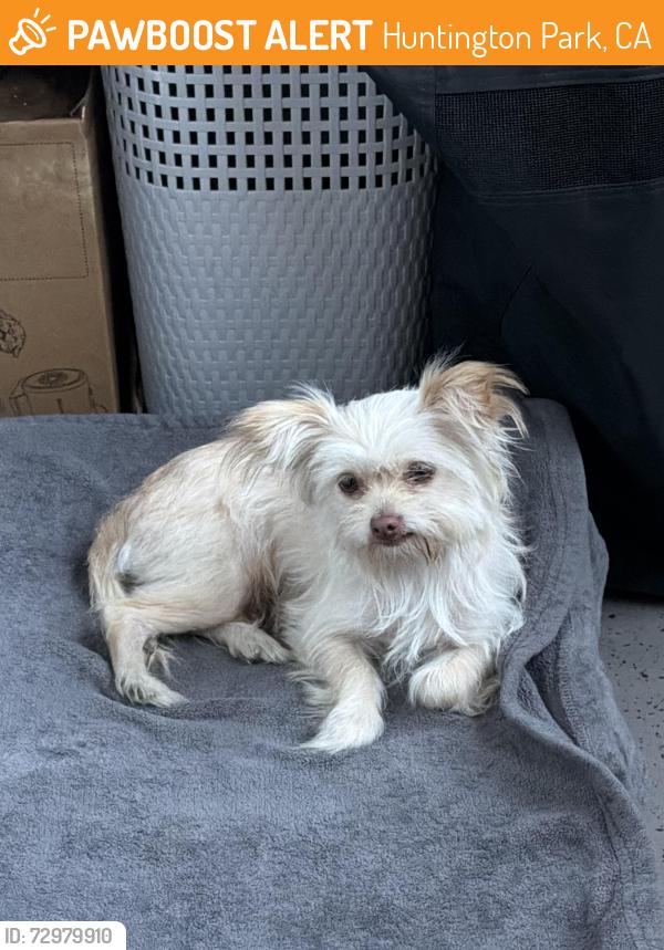 Found/Stray Unknown Dog last seen belgrave huntingotn park , Huntington Park, CA 90255