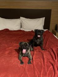 Lost Female Dog last seen Bridge and Unser, Albuquerque, NM 87121