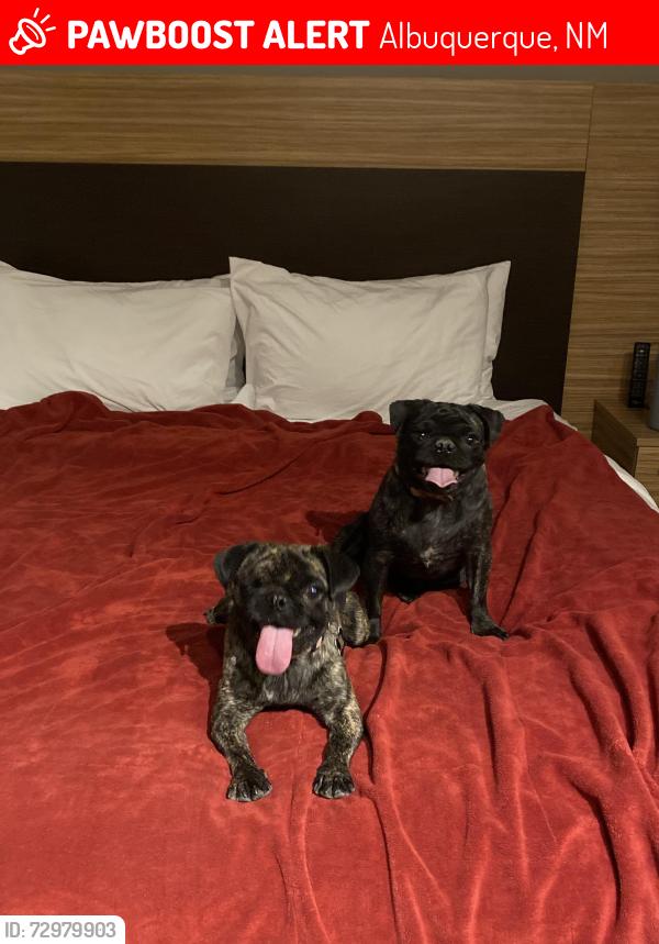 Lost Female Dog last seen Bridge and Unser, Albuquerque, NM 87121