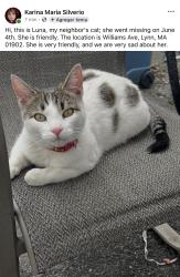 Found/Stray Female Cat last seen Williams av Lynn ma 01902, Lynn, MA 01902