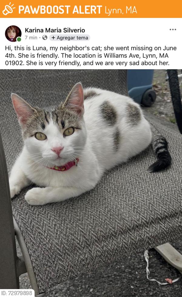 Found/Stray Female Cat last seen Williams av Lynn ma 01902, Lynn, MA 01902