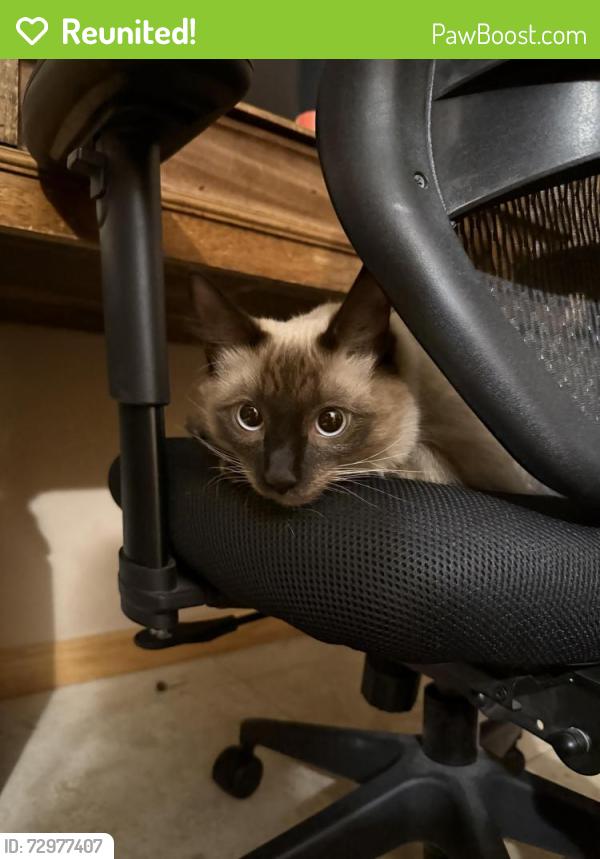 Reunited Male Cat last seen Manhatton Dr, Tempe, AZ 85282
