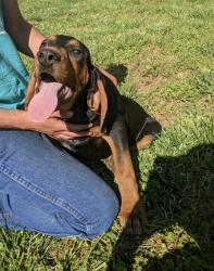 Reunited Male Dog last seen Arlington church road between Bartlett Road and Brief Road, Charlotte, NC 28227