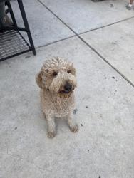 Reunited Male Dog last seen Near Tres Lagos Blvd, McAllen, TX 78504, McAllen, TX 78504