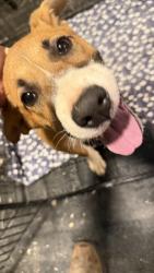 Found/Stray Female Dog last seen Hudson Bridge Road, Stockbridge, GA 30281