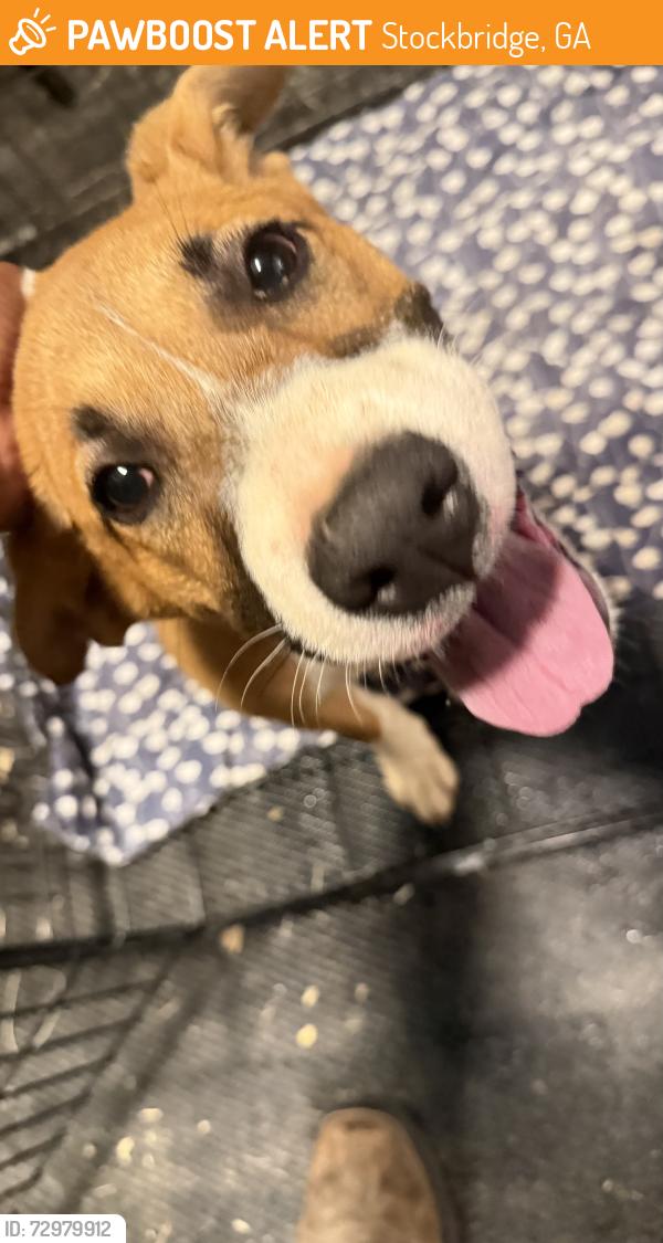 Found/Stray Female Dog last seen Hudson Bridge Road, Stockbridge, GA 30281