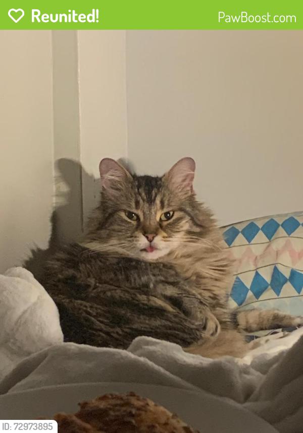 Reunited Male Cat last seen Av. des Érables, Montréal, QC, Canada, Montréal, QC 