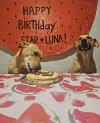 Lost Female Dog last seen Alton gloor , Brownsville, TX 78526