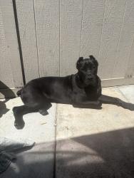 Lost Female Dog last seen Near E Lewis Ave Fresno, CA 93701 United States, Fresno, CA 93701
