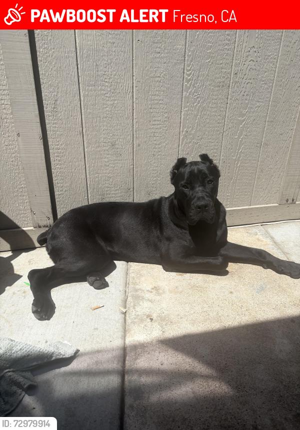 Lost Female Dog last seen Near E Lewis Ave Fresno, CA 93701 United States, Fresno, CA 93701