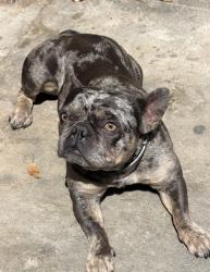 Lost Female Dog last seen Tweedy & Mcnerney, South Gate, CA 90280