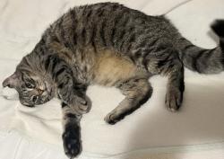 Reunited Male Cat last seen Parkside Ave (between Eastern and Central Pkwys), Schenectady, NY, Schenectady, NY 12309