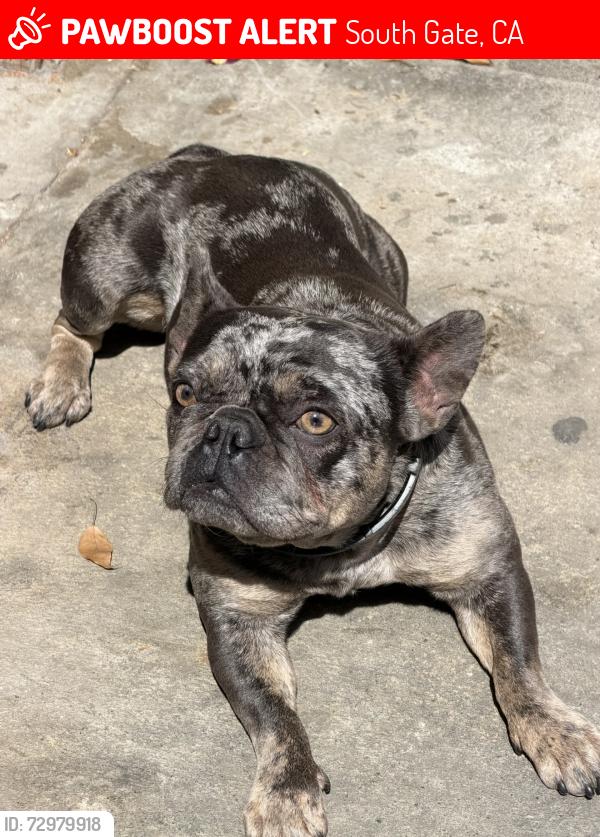 Lost Female Dog last seen Tweedy & Mcnerney, South Gate, CA 90280