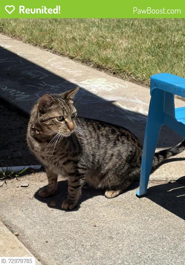 Reunited Male Cat last seen Afton Ave and Carrick St, Saratoga, CA 95070