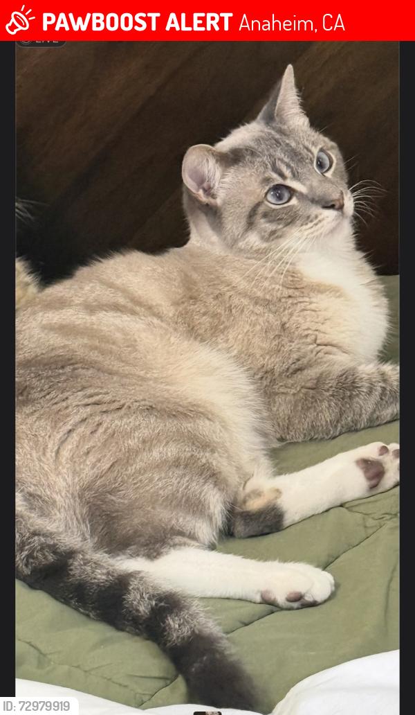 Lost Male Cat last seen Bush, Anaheim, CA 92805