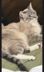 Lost Male Cat last seen Bush, Anaheim, CA 92805