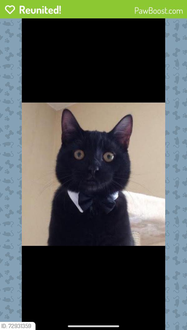 Reunited Male Cat last seen Meadowlark and Eagle, Vacaville, CA 95687