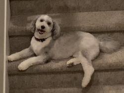 Reunited Female Dog last seen Bellwether Way and Falstaff, Sacramento, CA 95835