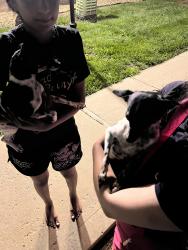 Found/Stray Male Dog last seen Shawnee 75th , Shawnee, KS 66227