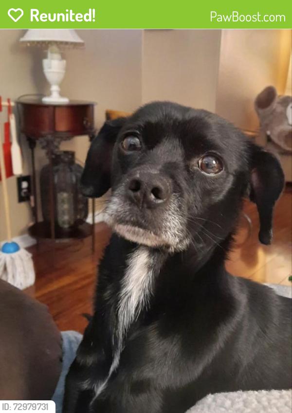 Reunited Female Dog last seen Ten Mile and Cherry , Meridian, ID 83642