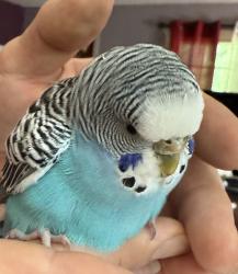 Found/Stray Unknown Bird last seen Wildwood Rd/Sidney Rd, Port Orchard, WA 98367