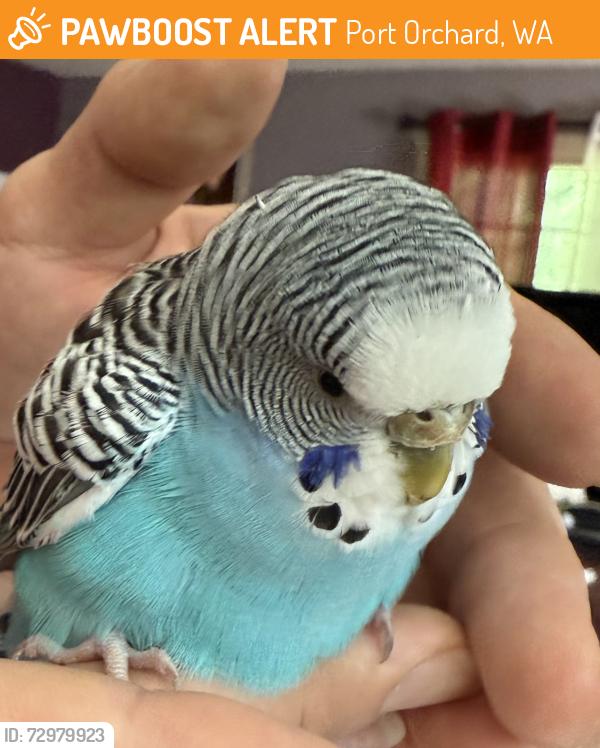 Found/Stray Unknown Bird last seen Wildwood Rd/Sidney Rd, Port Orchard, WA 98367
