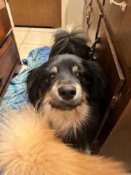 Reunited Male Dog last seen By dollar general on singleton , Norcross, GA 30093