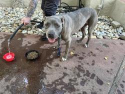 Reunited Male Dog last seen Near Patterson fitness, Patterson, CA 95363