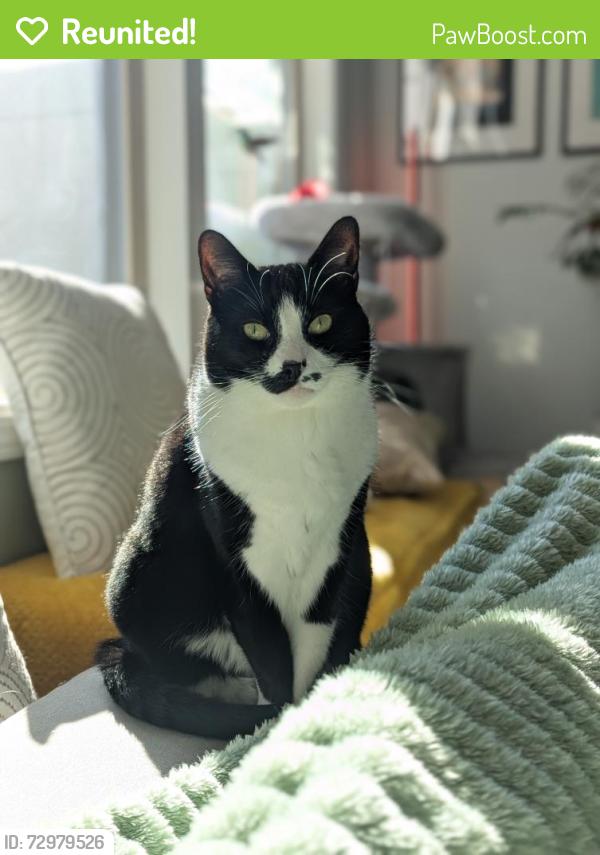 Reunited Female Cat last seen Southern Pointe neighborhood near NC 55, Durham, NC 27713