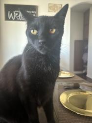 Lost Male Cat last seen 7th Ave, Phoenix, AZ 85086