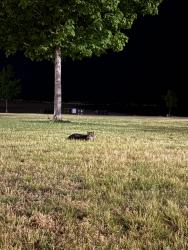 Found/Stray Unknown Cat last seen Eichelman Park, Kenosha, WI 53143