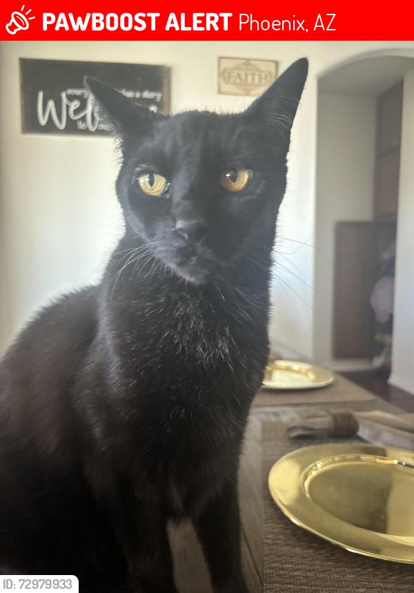 Lost Male Cat last seen 7th Ave, Phoenix, AZ 85086
