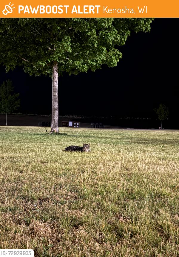 Found/Stray Unknown Cat last seen Eichelman Park, Kenosha, WI 53143