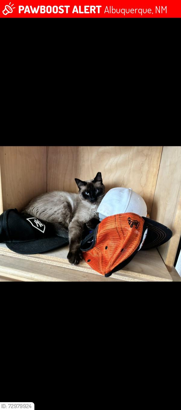 Lost Male Cat last seen San Mateo and Lomas, Albuquerque, NM 87110
