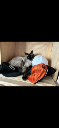 Lost Male Cat last seen San Mateo and Lomas, Albuquerque, NM 87110