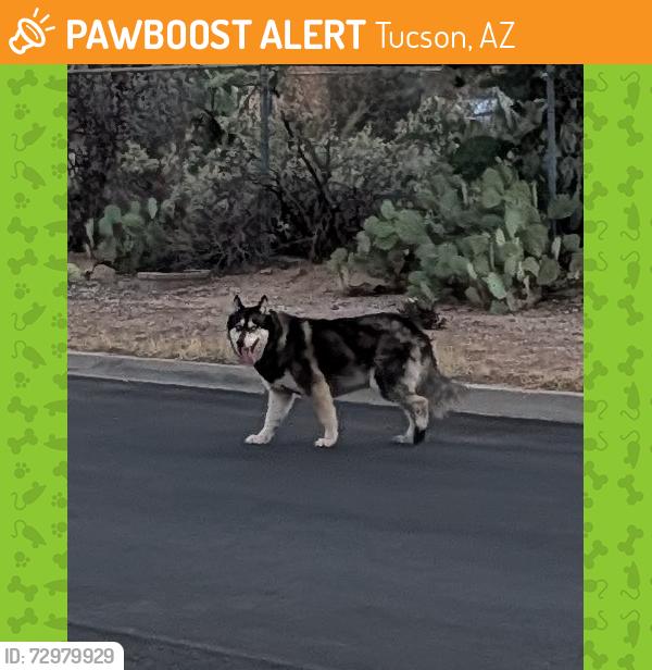 Found/Stray Unknown Dog last seen Lee St and Magnolia Ave , Tucson, AZ 85712
