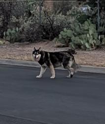 Found/Stray Unknown Dog last seen Lee St and Magnolia Ave , Tucson, AZ 85712