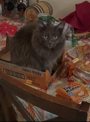Lost Female Cat last seen Arrow and S San Dimas across from Arco, San Dimas, CA 91773
