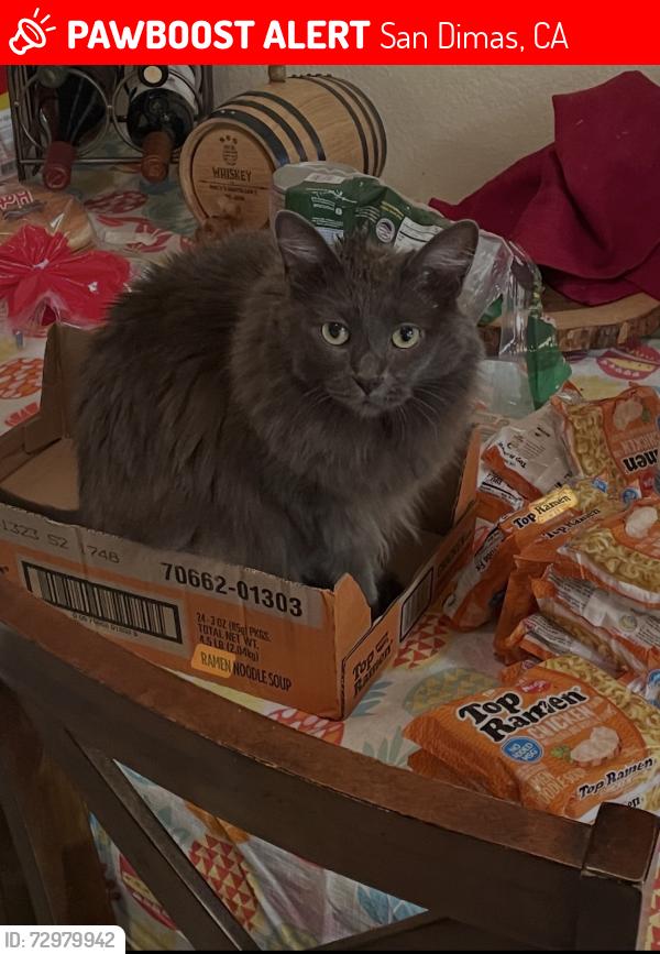Lost Female Cat last seen Arrow and S San Dimas across from Arco, San Dimas, CA 91773