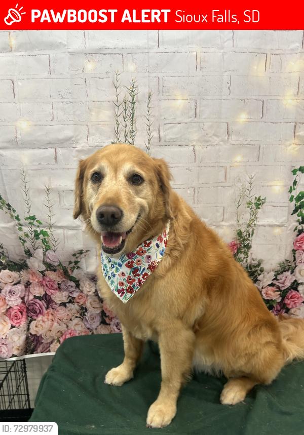 Lost Female Dog last seen 37th and Glendale , Sioux Falls, SD 57105