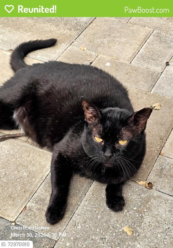 Reunited Male Cat last seen Russell ave & Roger ave, Allen Park, MI 48101