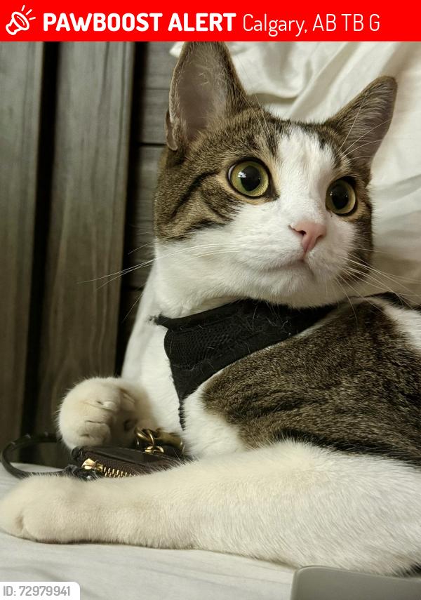 Lost Male Cat last seen Near 26 Ave, Calgary, AB T2B 1G8