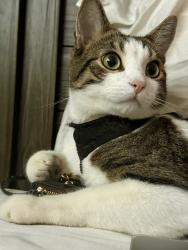 Lost Male Cat last seen Near 26 Ave, Calgary, AB T2B 1G8