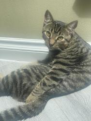 Lost Male Cat last seen Surrey Masjid, Surrey, BC V3W 9J6