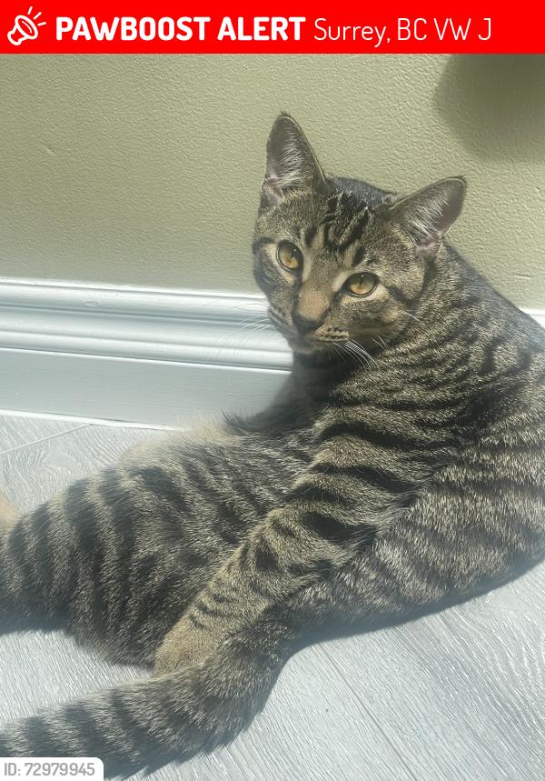 Lost Male Cat last seen Surrey Masjid, Surrey, BC V3W 9J6