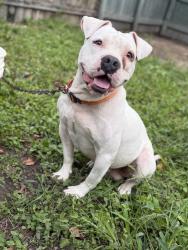 Reunited Male Dog last seen Near staples circle , boca chica central. , Brownsville, TX 78521